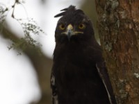 Crested Eagle (Morphnus guianensis)