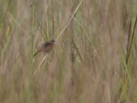 Moustached Grass Warbler (Melocichla mentalis)