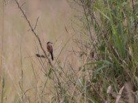 Marsh Tchagra (Bocagia minuta)