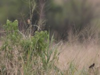 Marsh Tchagra (Bocagia minuta)