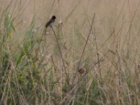 Marsh Tchagra (Bocagia minuta)