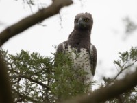 Martial Eagle (Polemaetus bellicosus)