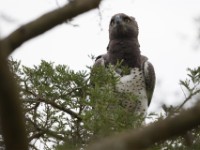 Martial Eagle (Polemaetus bellicosus)