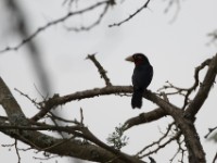 Double-toothed Barbet (Lybius bidentatus)