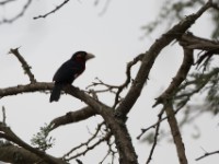 Double-toothed Barbet (Lybius bidentatus)