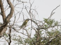 Olive Bee-eater (Merops superciliosus)