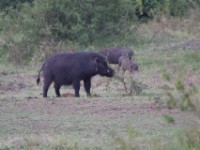 Giant Forest Hog (Hylochoerus meinertzhageni)