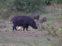Giant Forest Hog (Hylochoerus meinertzhageni)