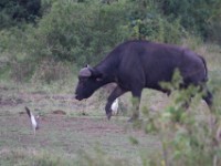 African Buffalo (Syncerus caffer)