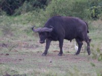 African Buffalo (Syncerus caffer)