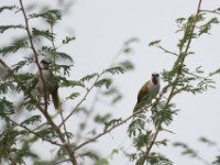 Grey-capped Warbler (Eminia lepida)