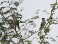 Grey-capped Warbler (Eminia lepida)
