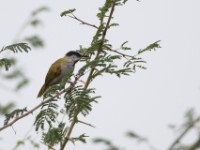 Grey-capped Warbler (Eminia lepida)