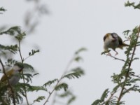 Grey-capped Warbler (Eminia lepida)