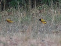 Black-headed Weaver (Ploceus melanocephalus)