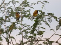 Black-headed Weaver (Ploceus melanocephalus)