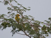 Spectacled Weaver (Ploceus ocularis)
