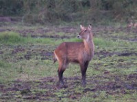 Waterbuck (Kobus ellipsiprymnus)