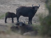 African Buffalo (Syncerus caffer)