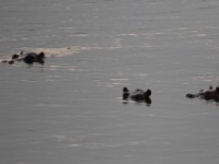 Hippopotamus (Hippopotamus amphibius)