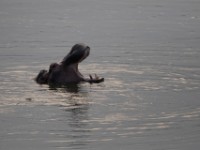 Hippopotamus (Hippopotamus amphibius)