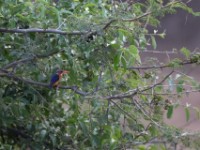 African Pygmy Kingfisher (Ispidina picta)