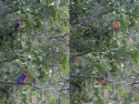 African Pygmy Kingfisher (Ispidina picta)