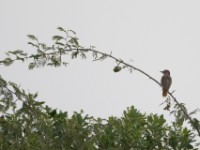 Nubian Woodpecker (Campethera nubica)