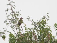 Nubian Woodpecker (Campethera nubica)