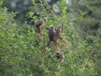 Speckled Mousebird (Colius striatus)