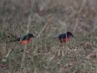 Black-headed Gonolek (Laniarius erythrogaster)