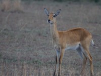 Ugandan Kob (Kobus kob thomasi)
