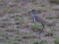 Senegal Lapwing (Vanellus lugubris)