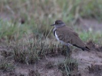 Senegal Lapwing (Vanellus lugubris)