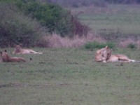 Lion (Panthera leo)