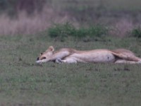 Lion (Panthera leo)