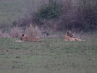 Lion (Panthera leo)
