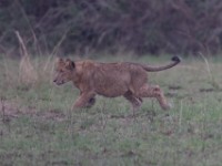 Lion (Panthera leo)