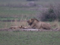 Lion (Panthera leo)