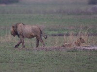 Lion (Panthera leo)