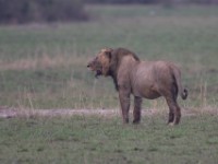 Lion (Panthera leo)