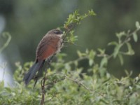 White-browed Coucal (Centropus superciliosus)