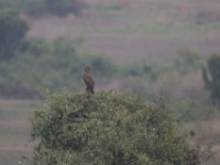Brown Snake Eagle (Circaetus cinereus)