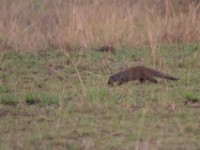 Banded Mongoose (Mungos mungo)