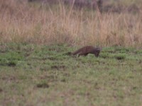 Banded Mongoose (Mungos mungo)