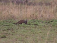 Banded Mongoose (Mungos mungo)
