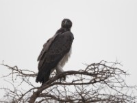 Martial Eagle (Polemaetus bellicosus)