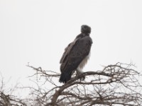 Martial Eagle (Polemaetus bellicosus)