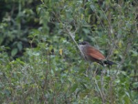 White-browed Coucal (Centropus superciliosus)