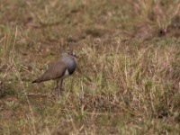 Senegal Lapwing (Vanellus lugubris)